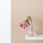 Flowers & Plants - Elegant still life photo of a pink flower in a c #7291866