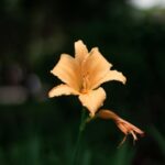 Flowers & Plants - Close-up of a vibrant orange daylily in full blo #7392409