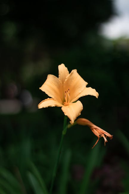 Flowers & Plants - Close-up of a vibrant orange daylily in full blo #7392409