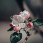 Flowers & Plants - Close-up of delicate pink and white blossoms on #7477648