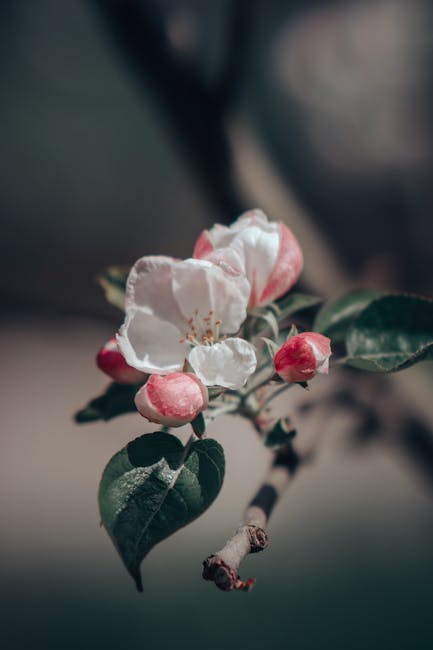 Flowers & Plants - Close-up of delicate pink and white blossoms on #7477648