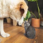 Cute Pets - A Labrador dog curiously interacting with a gray #7527369