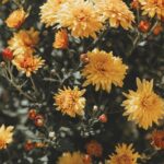 Flowers & Plants - A stunning close-up of yellow chrysanthemums in #8746189