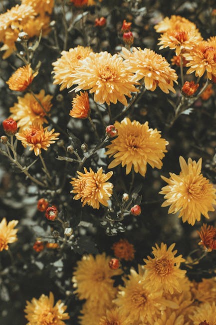 Flowers & Plants - A stunning close-up of yellow chrysanthemums in #8746189