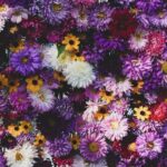 Flowers & Plants - A close-up of a vibrant floral arrangement featu #9365970